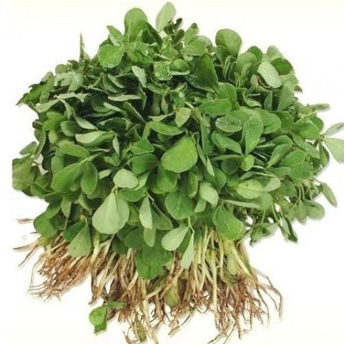 Fenugreek